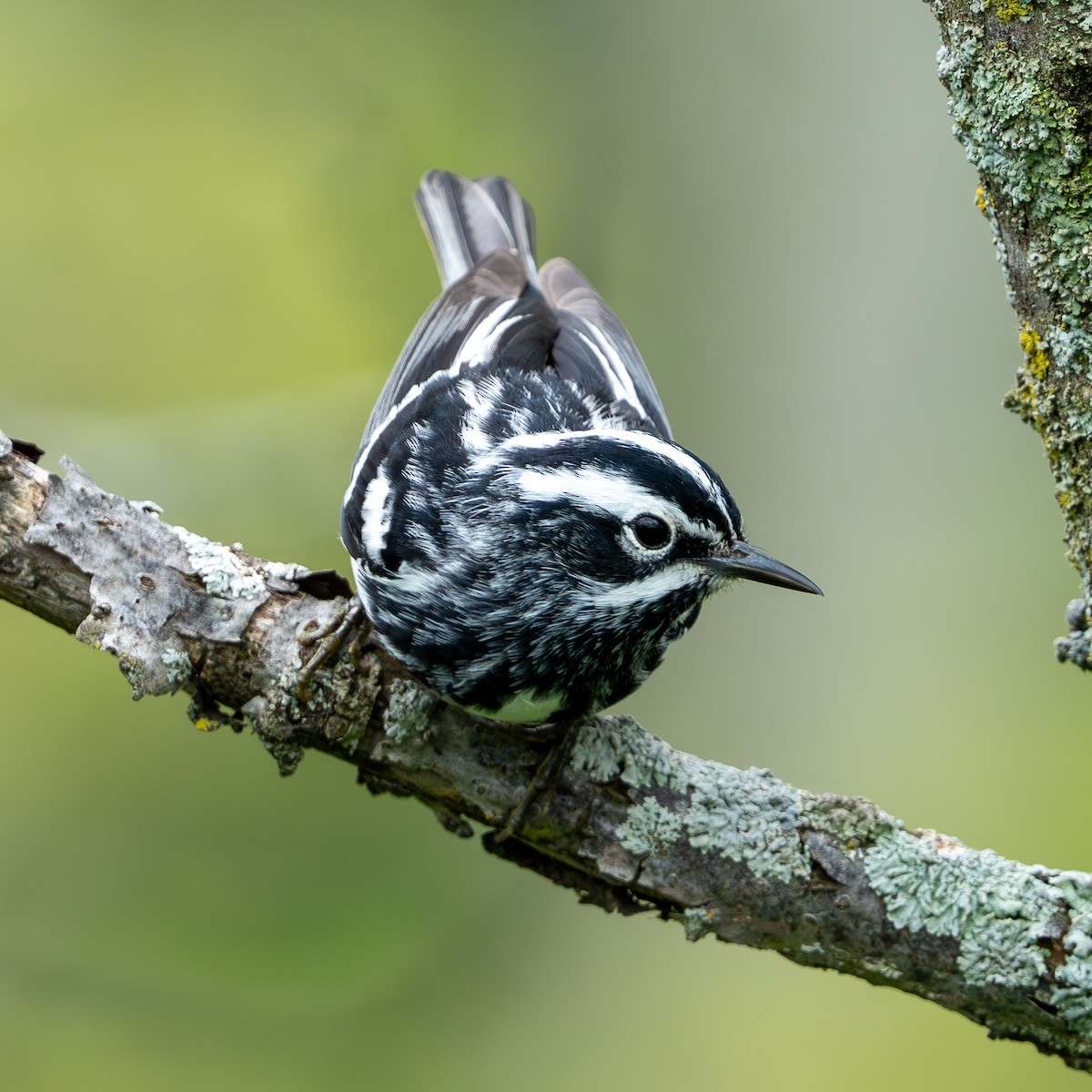Black-and-white Warbler - ML620326803