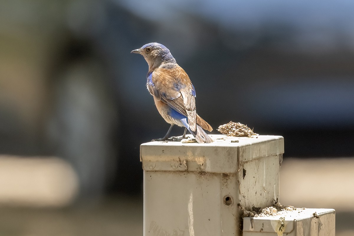 Western Bluebird - ML620326808