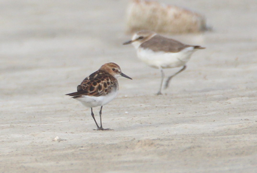 Little Stint - ML62032681