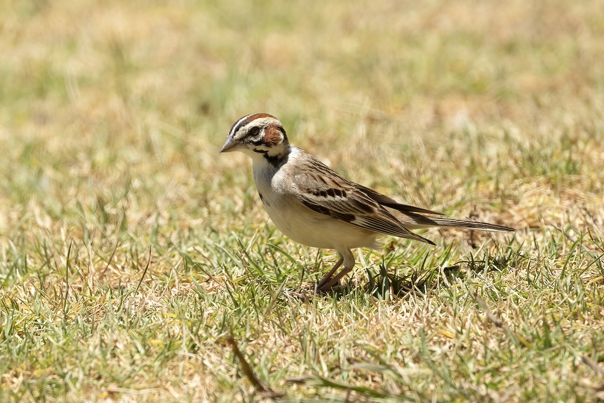 Lark Sparrow - ML620326814