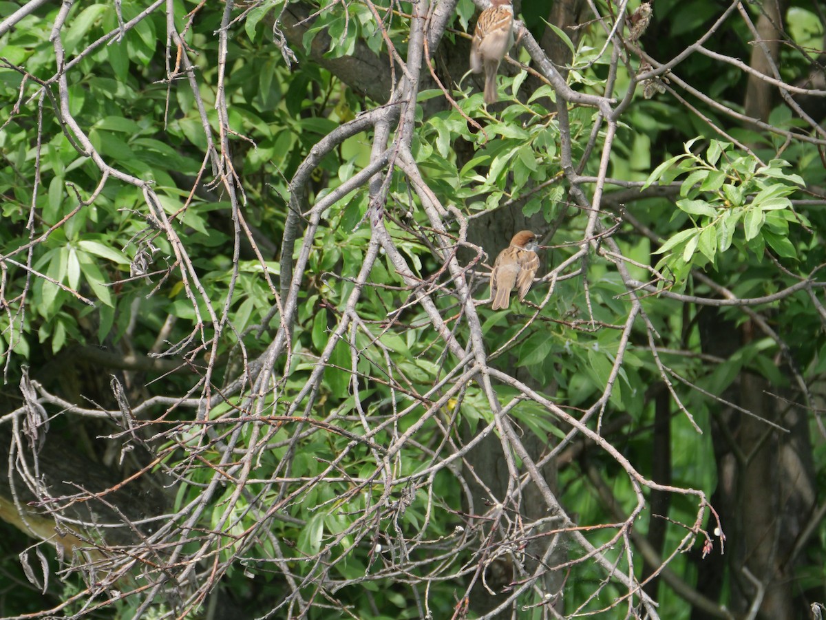 Eurasian Tree Sparrow - ML620326817