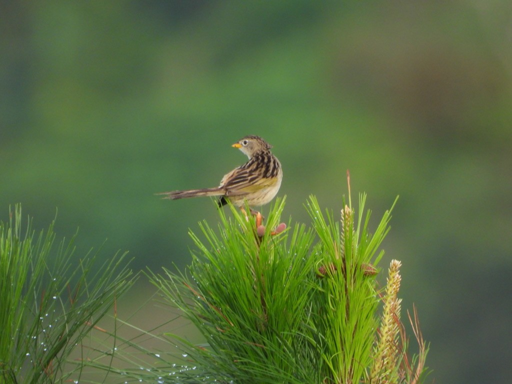 Wedge-tailed Grass-Finch - ML620326824