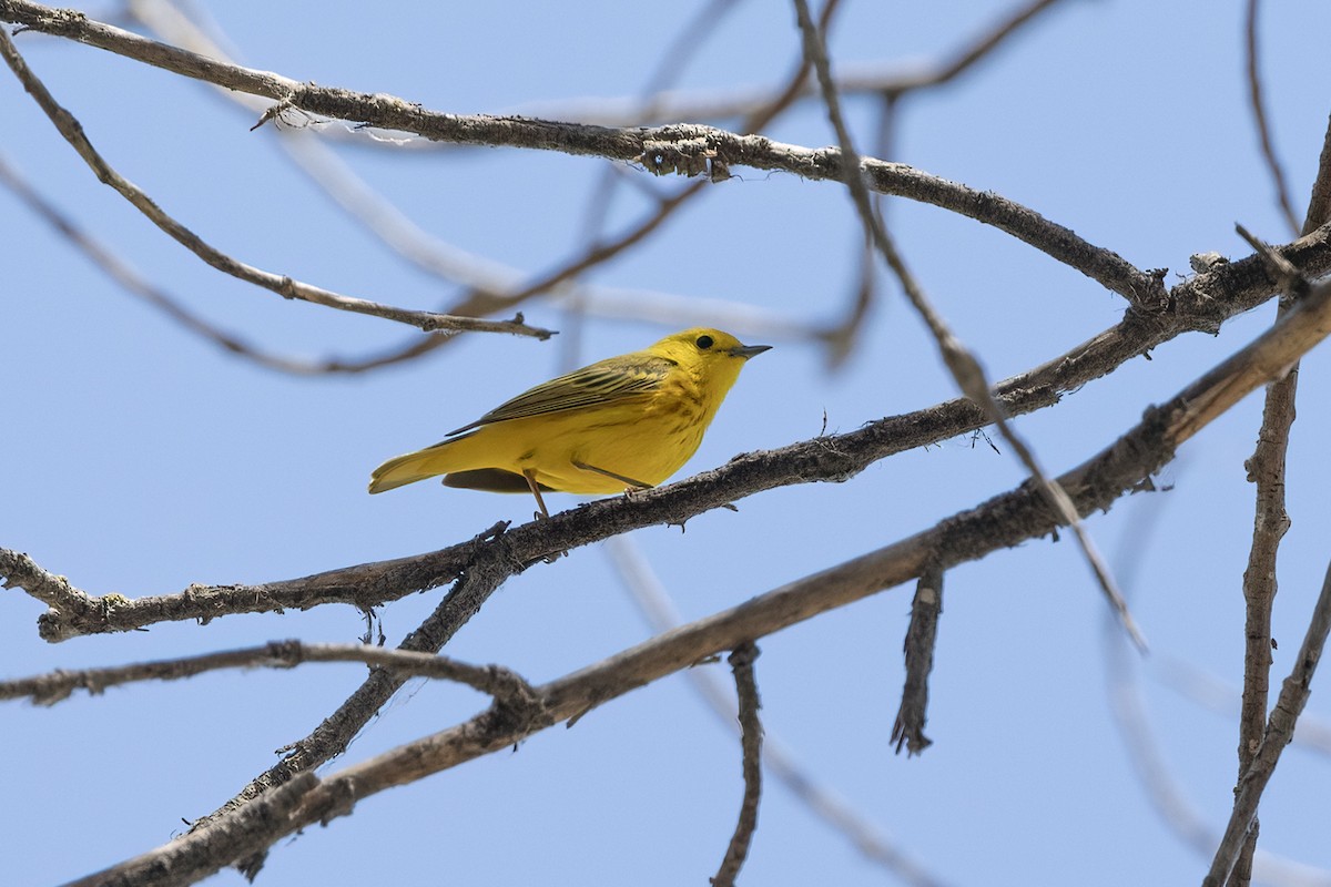 Paruline jaune - ML620326828