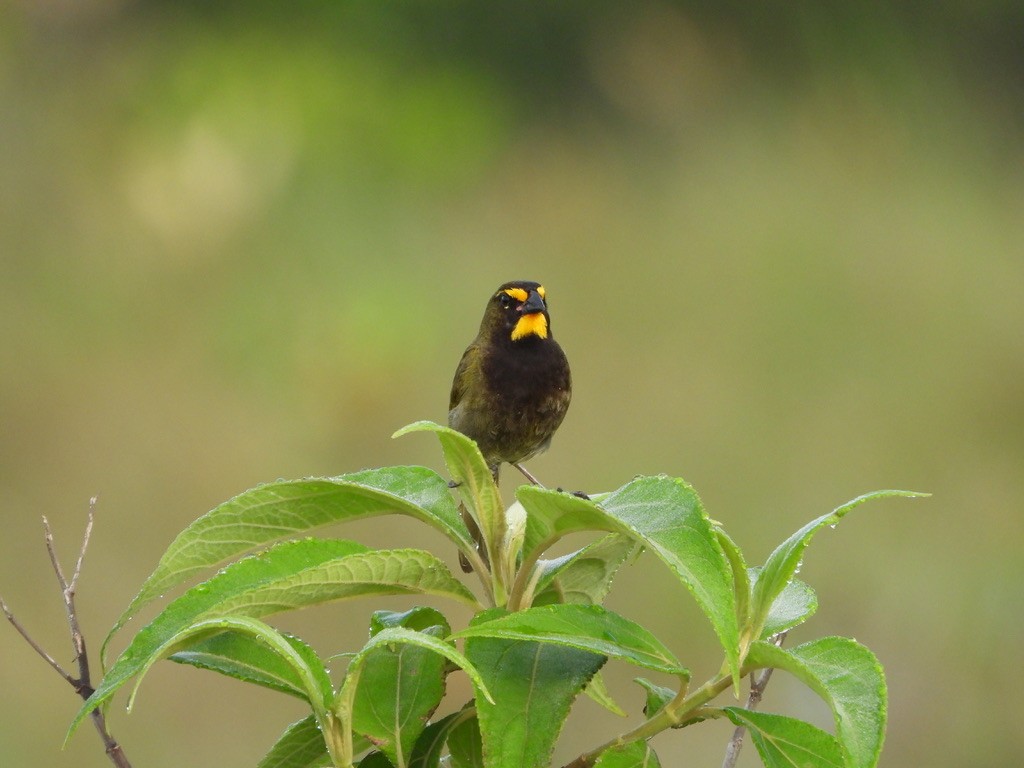 Yellow-faced Grassquit - ML620326834