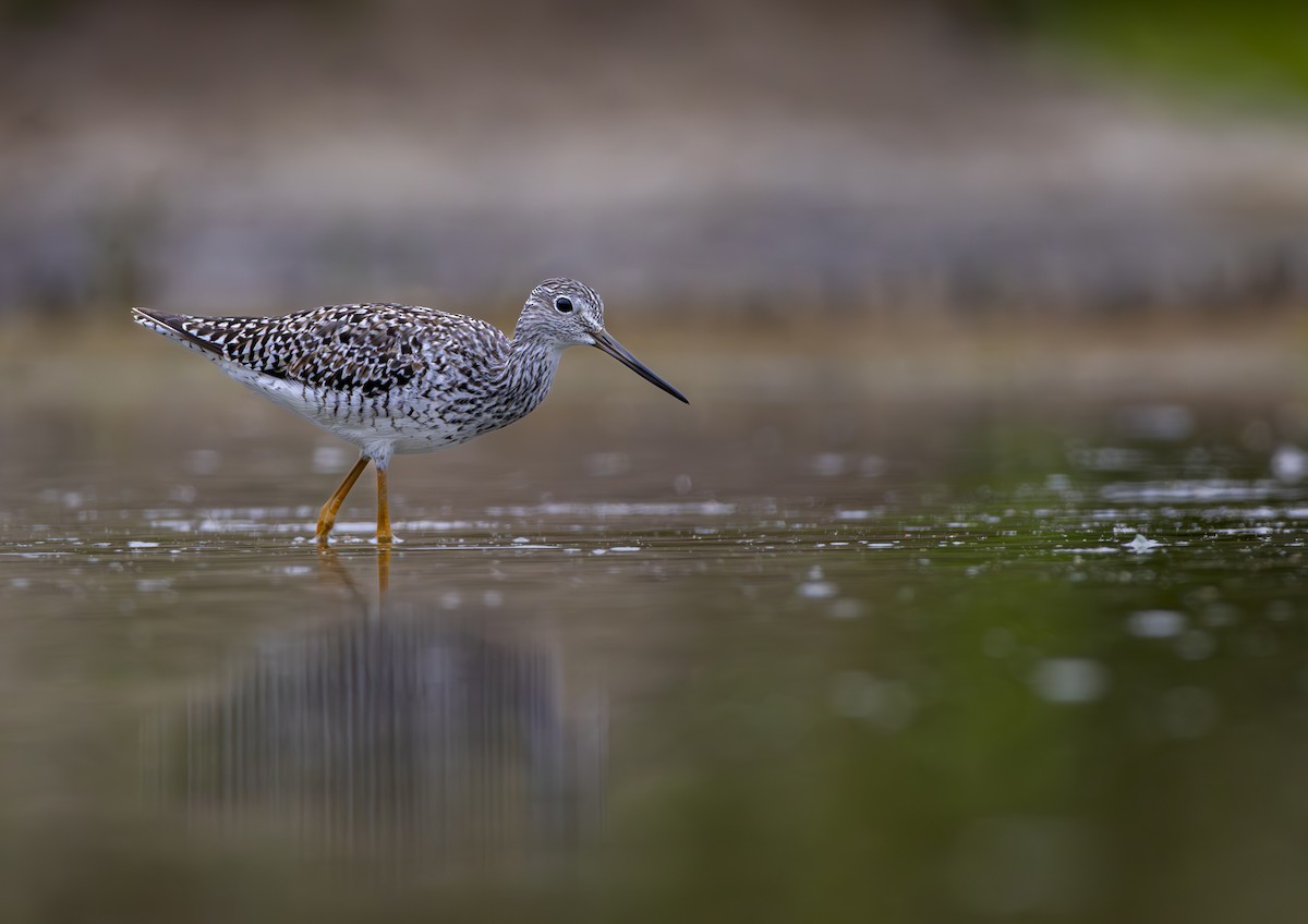 Greater Yellowlegs - ML620326837