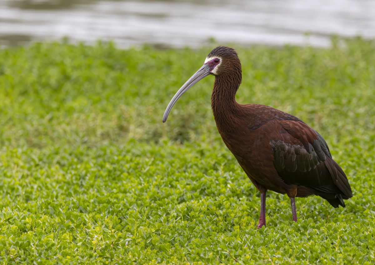 ibis americký - ML620326839