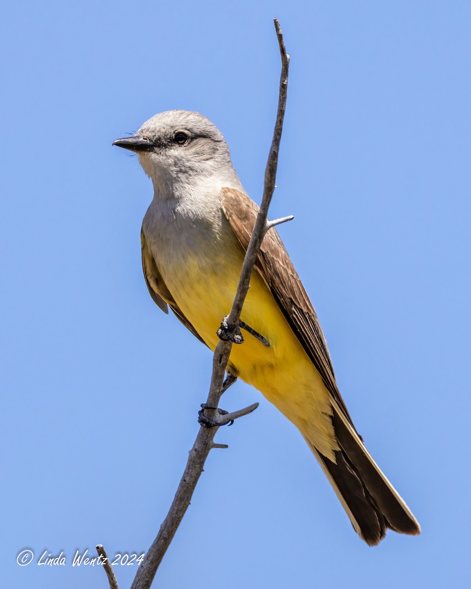 Western Kingbird - ML620326850