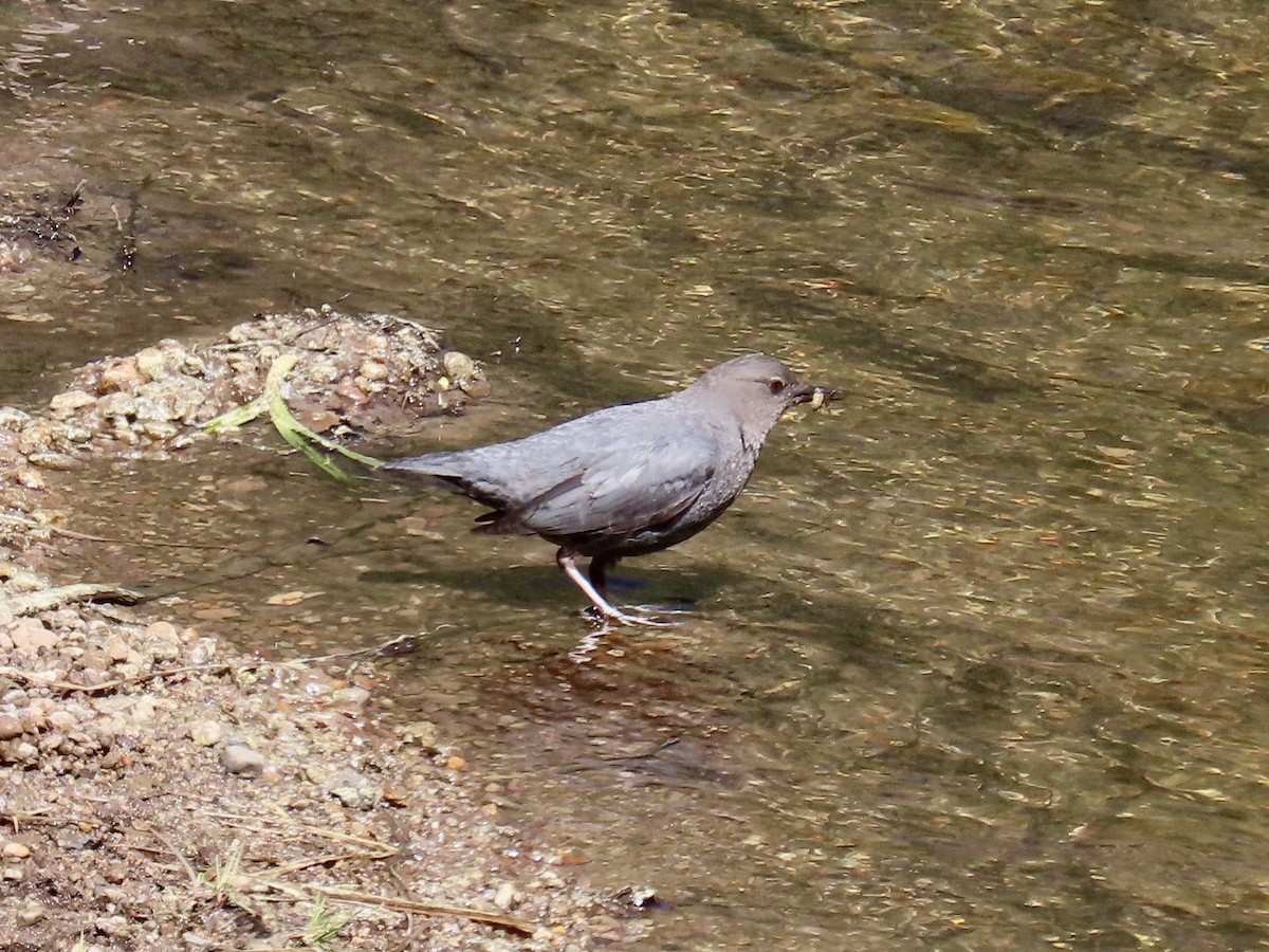 American Dipper - ML620326853