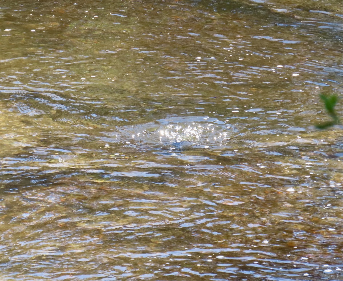 American Dipper - ML620326858