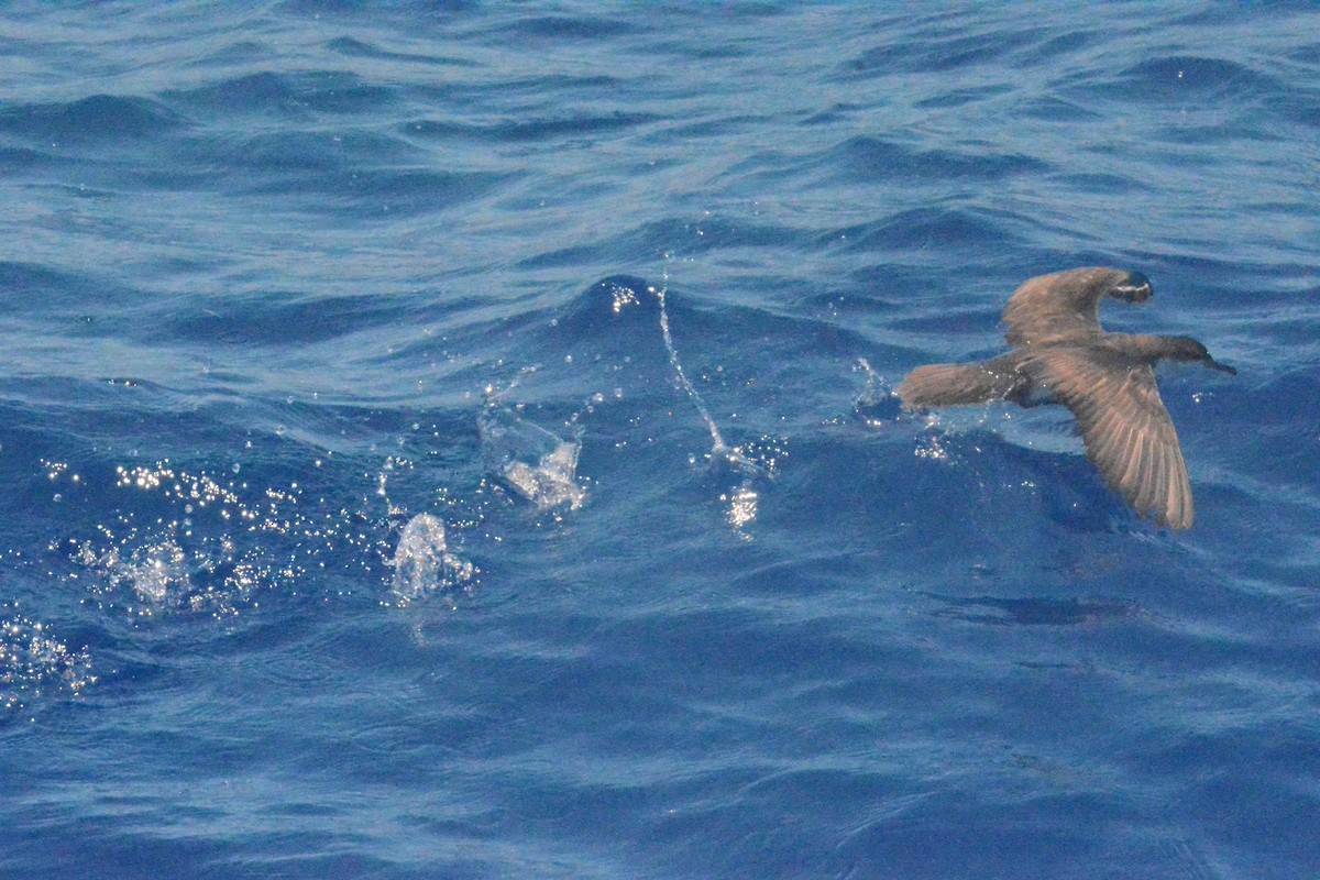 Audubon's Shearwater - ML620326863