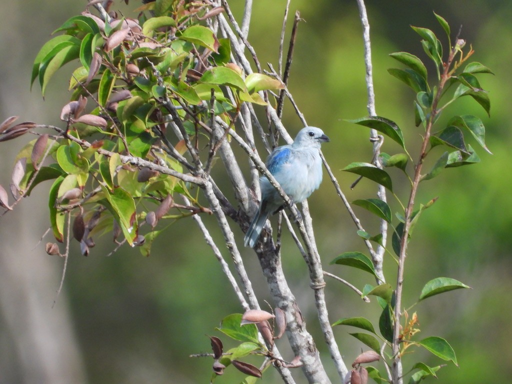 Blue-gray Tanager - ML620326884