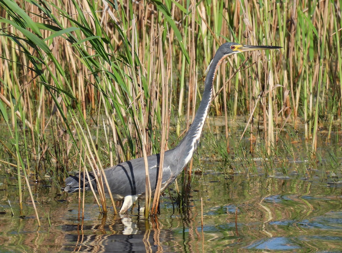 Tricolored Heron - ML620326886