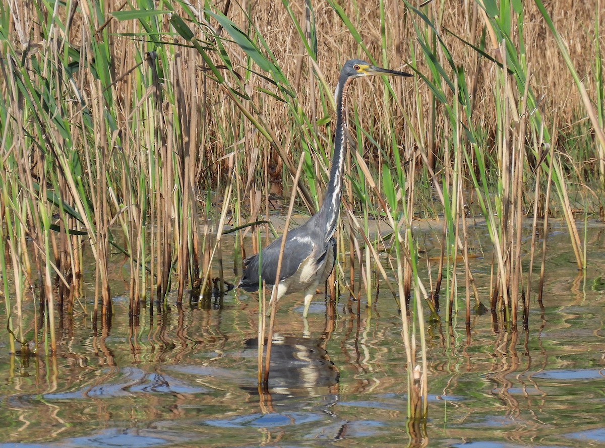 Tricolored Heron - ML620326888