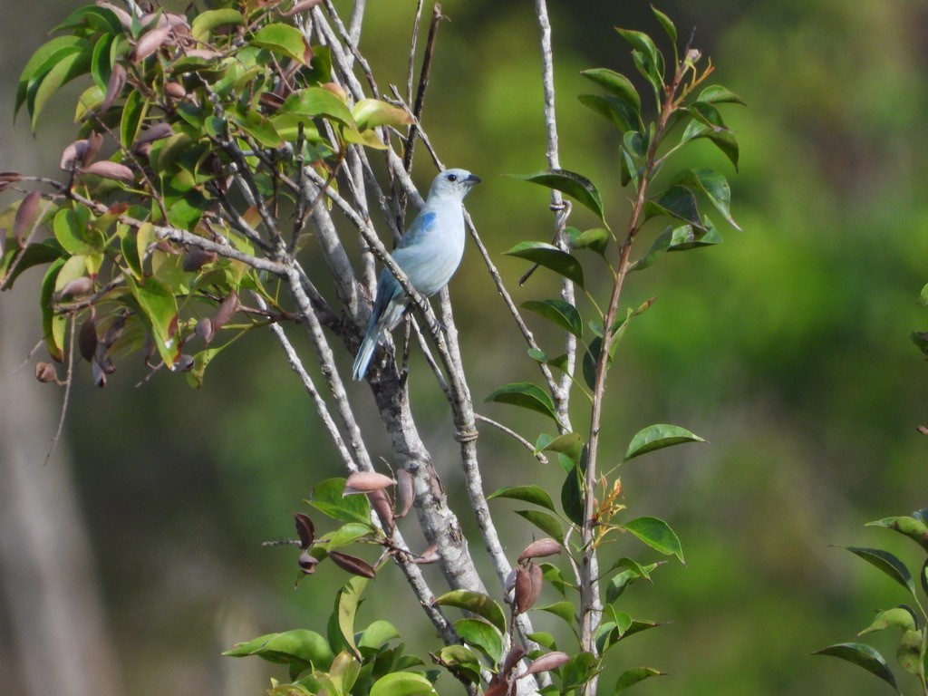 Blue-gray Tanager - ML620326890