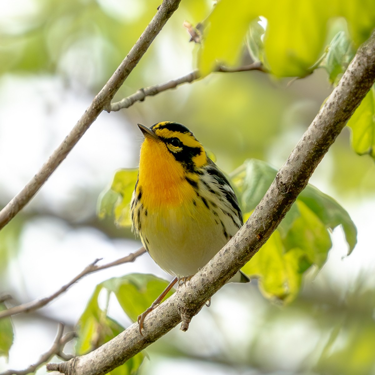 Blackburnian Warbler - ML620326893