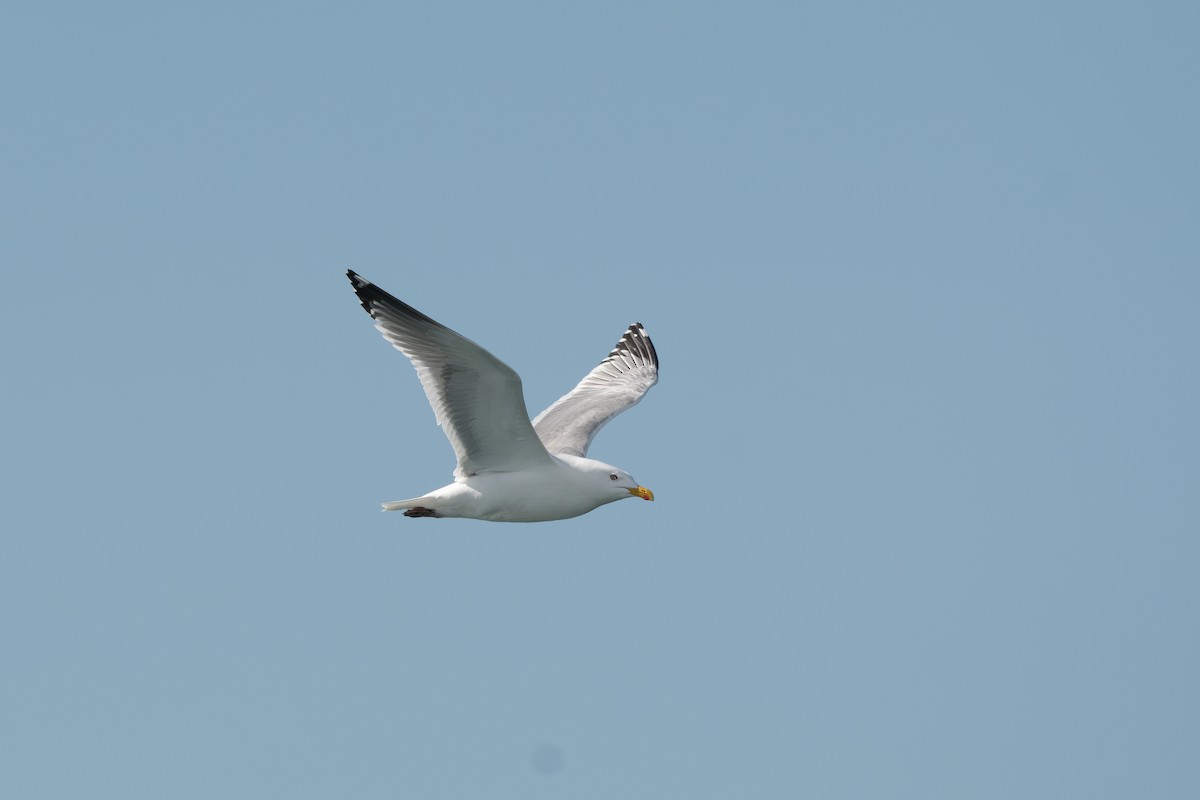 Herring Gull (Vega) - ML620326895