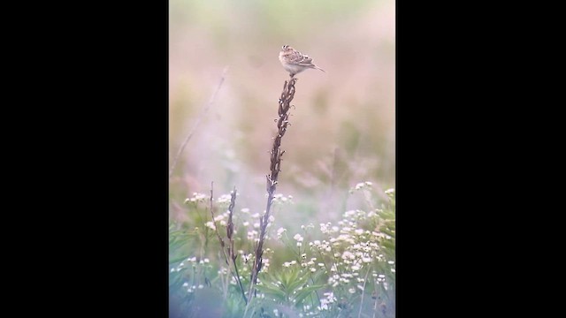 Grasshopper Sparrow - ML620326907
