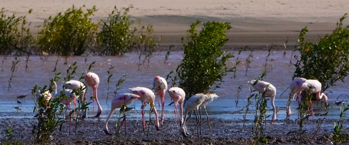 Lesser Flamingo - ML620326912