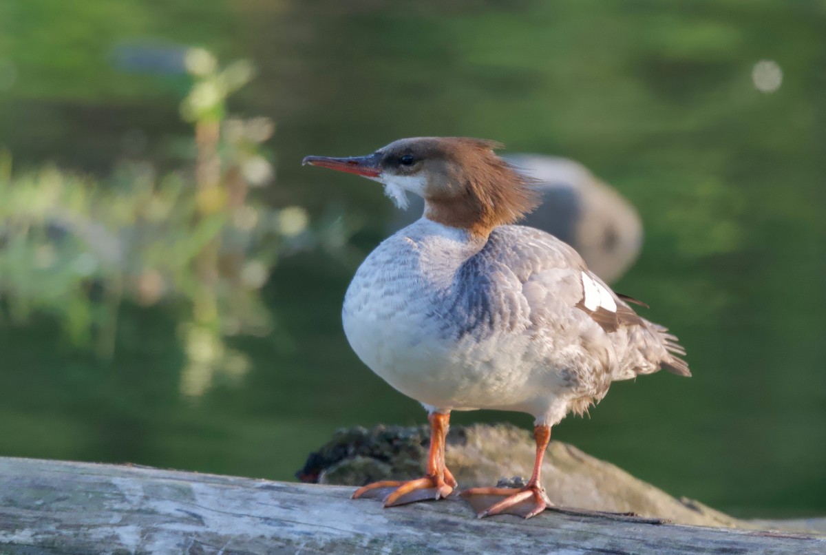 Common Merganser (North American) - ML620326920