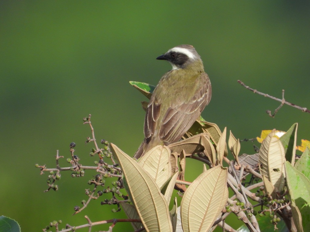 Social Flycatcher - ML620326922