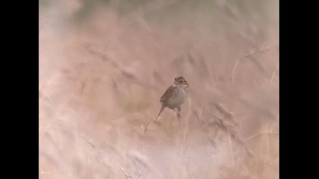 Henslow's Sparrow - ML620326926