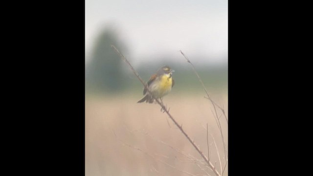 Dickcissel - ML620326930