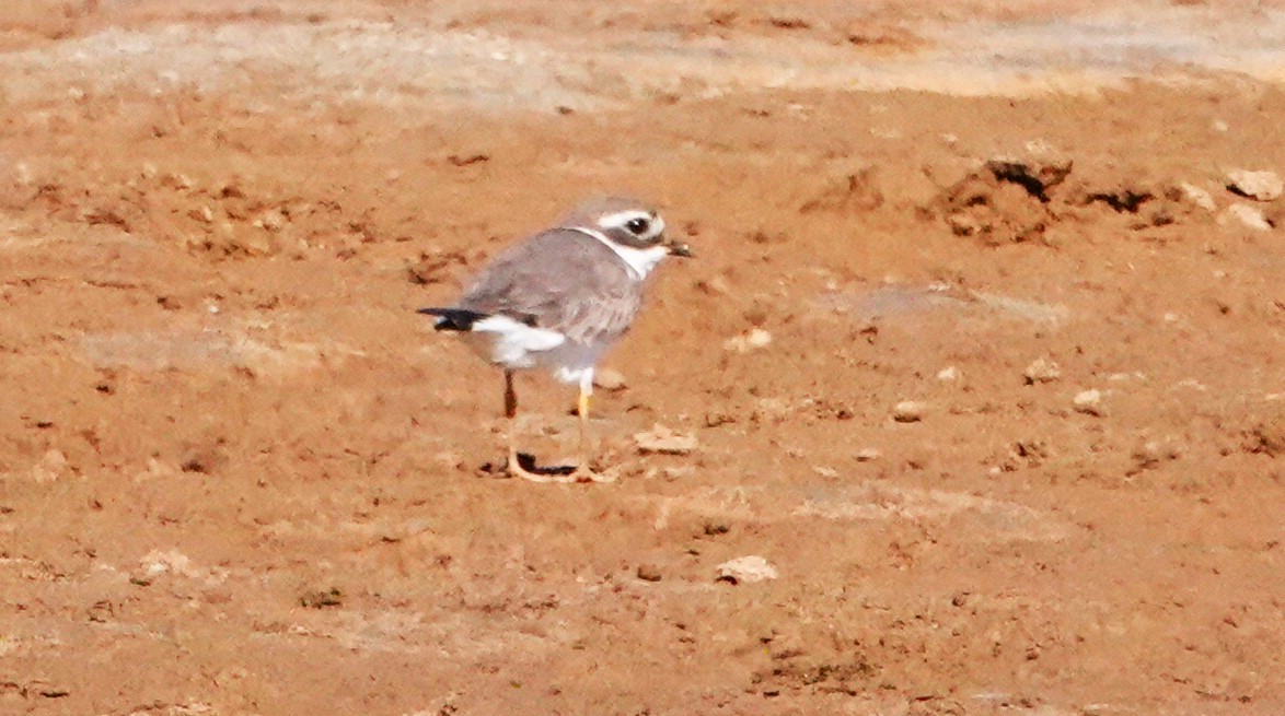 Common Ringed Plover - ML620326934