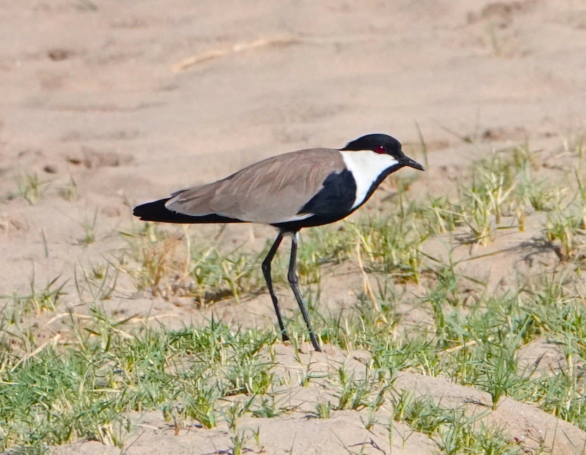 Spur-winged Lapwing - ML620326935