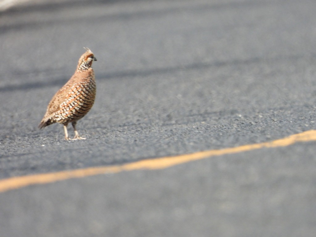 Crested Bobwhite - ML620326941