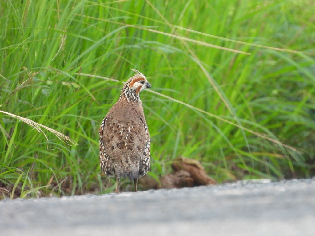 Crested Bobwhite - ML620326942