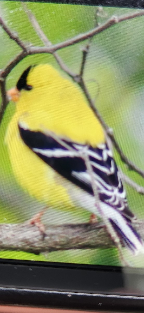 American Goldfinch - ML620326947