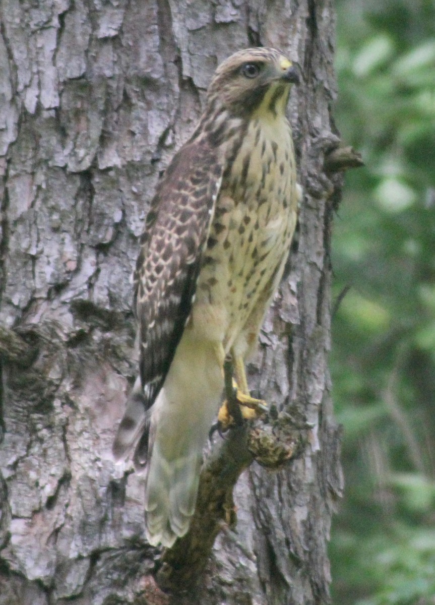 Red-shouldered Hawk - David Brotherton, cc