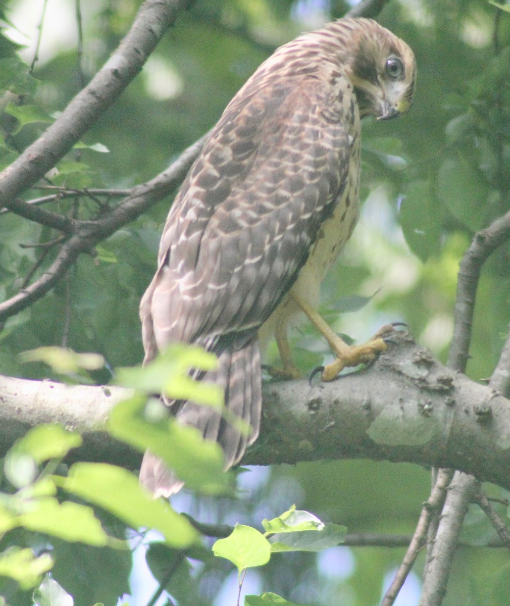 Red-shouldered Hawk - ML620326951