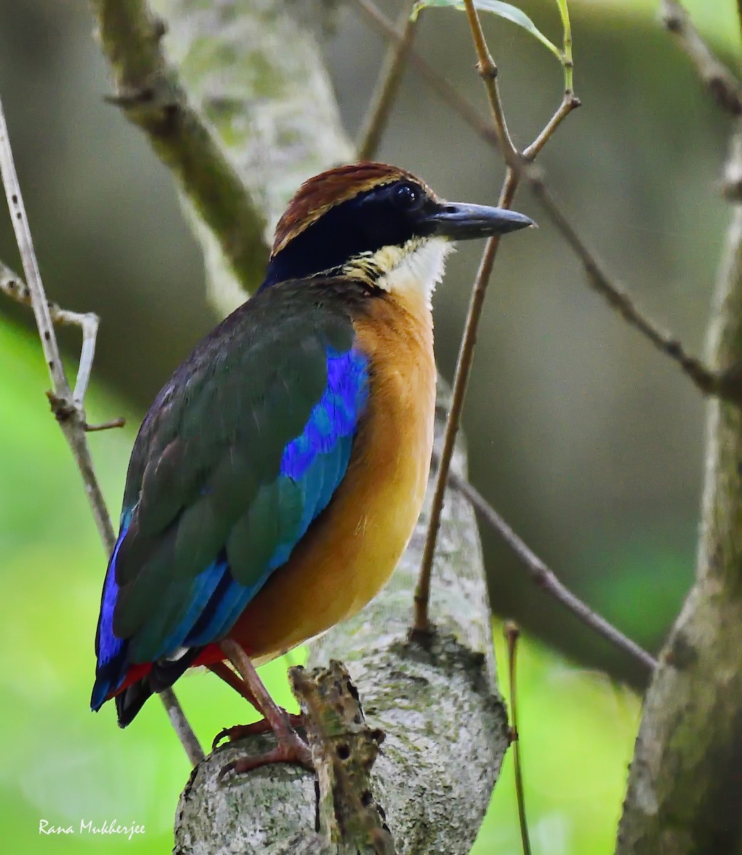 Mangrove Pitta - ML620326957