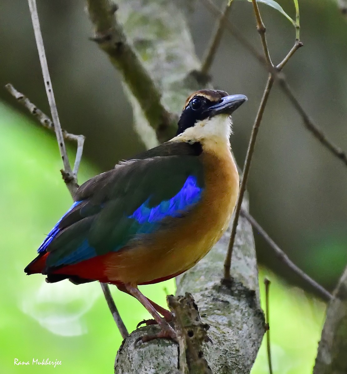 Mangrove Pitta - ML620326958