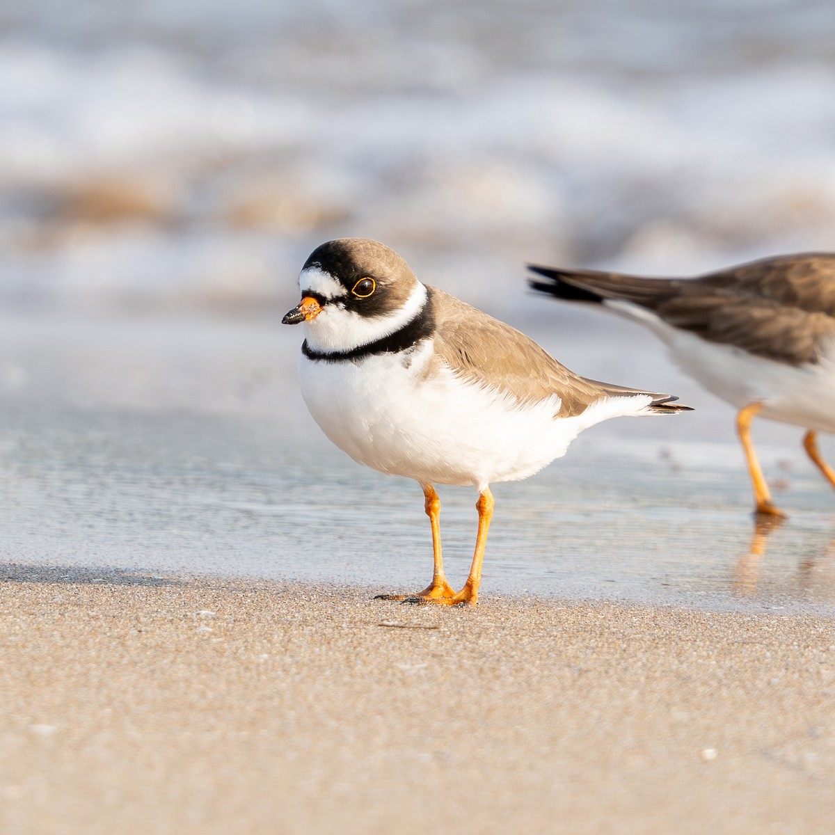 Semipalmated Plover - ML620326963