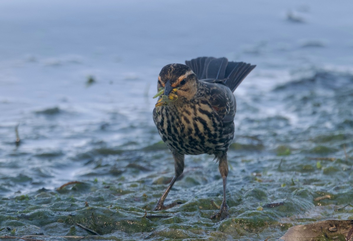 Red-winged Blackbird (Red-winged) - Ken Rosenberg