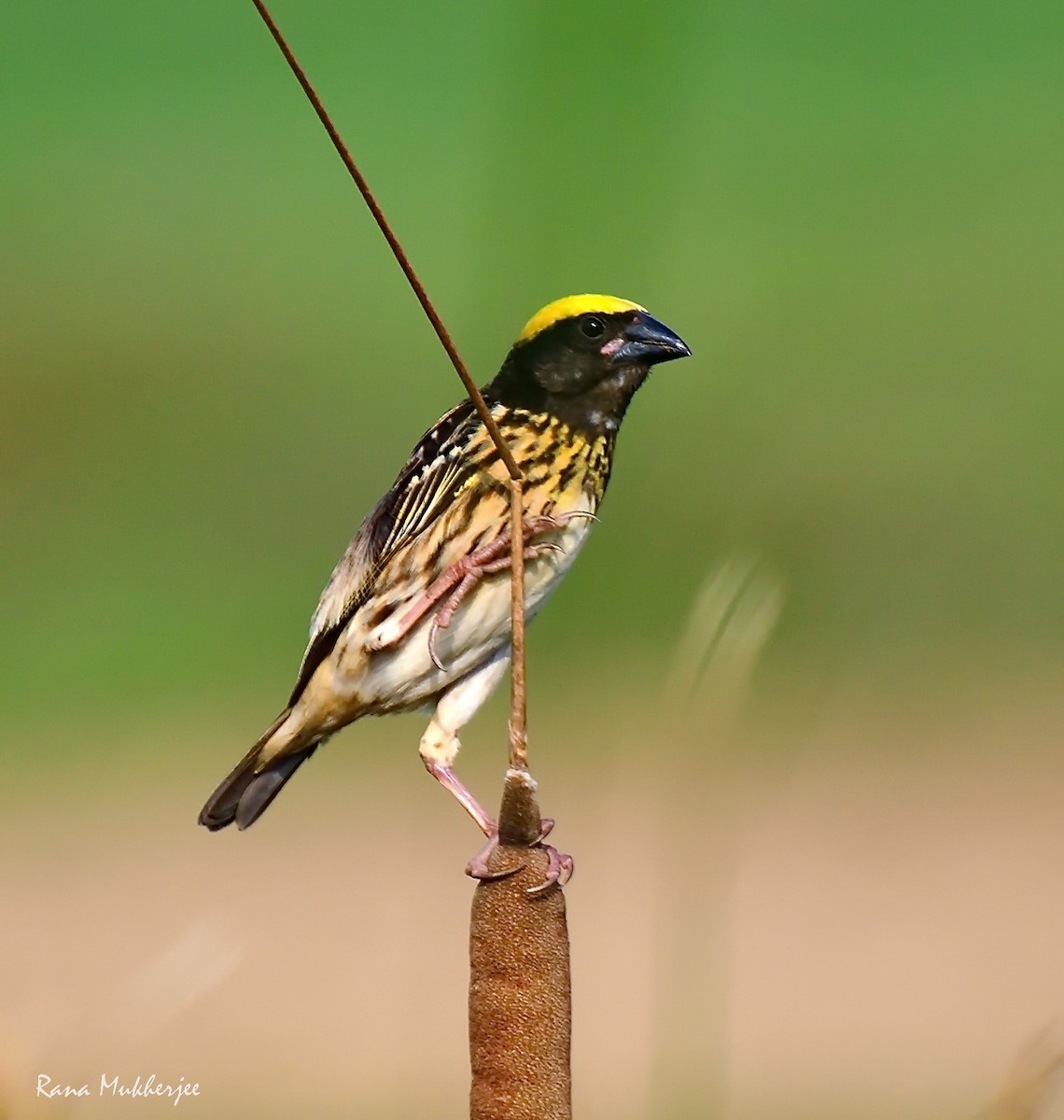 Streaked Weaver - ML620326972