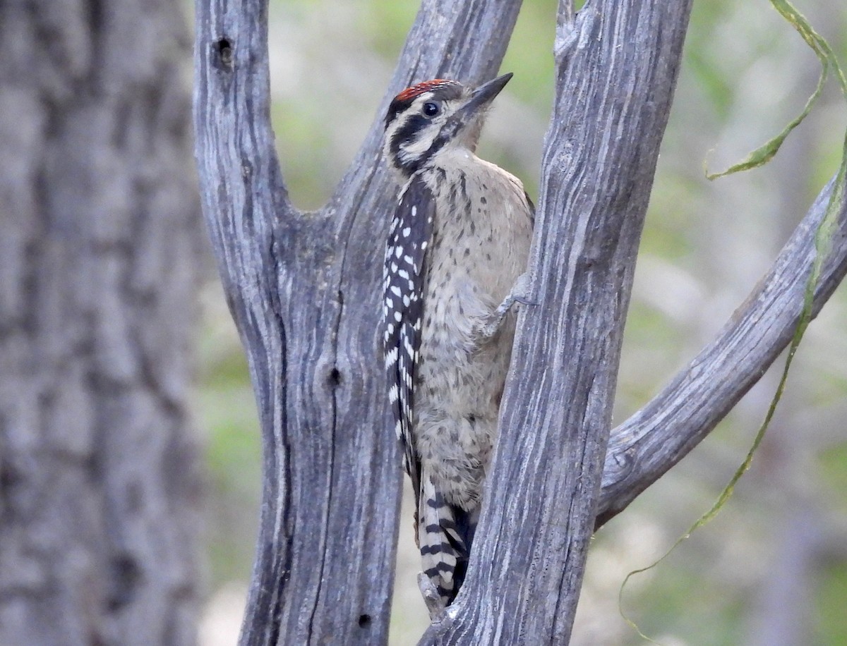 Ladder-backed Woodpecker - ML620326990