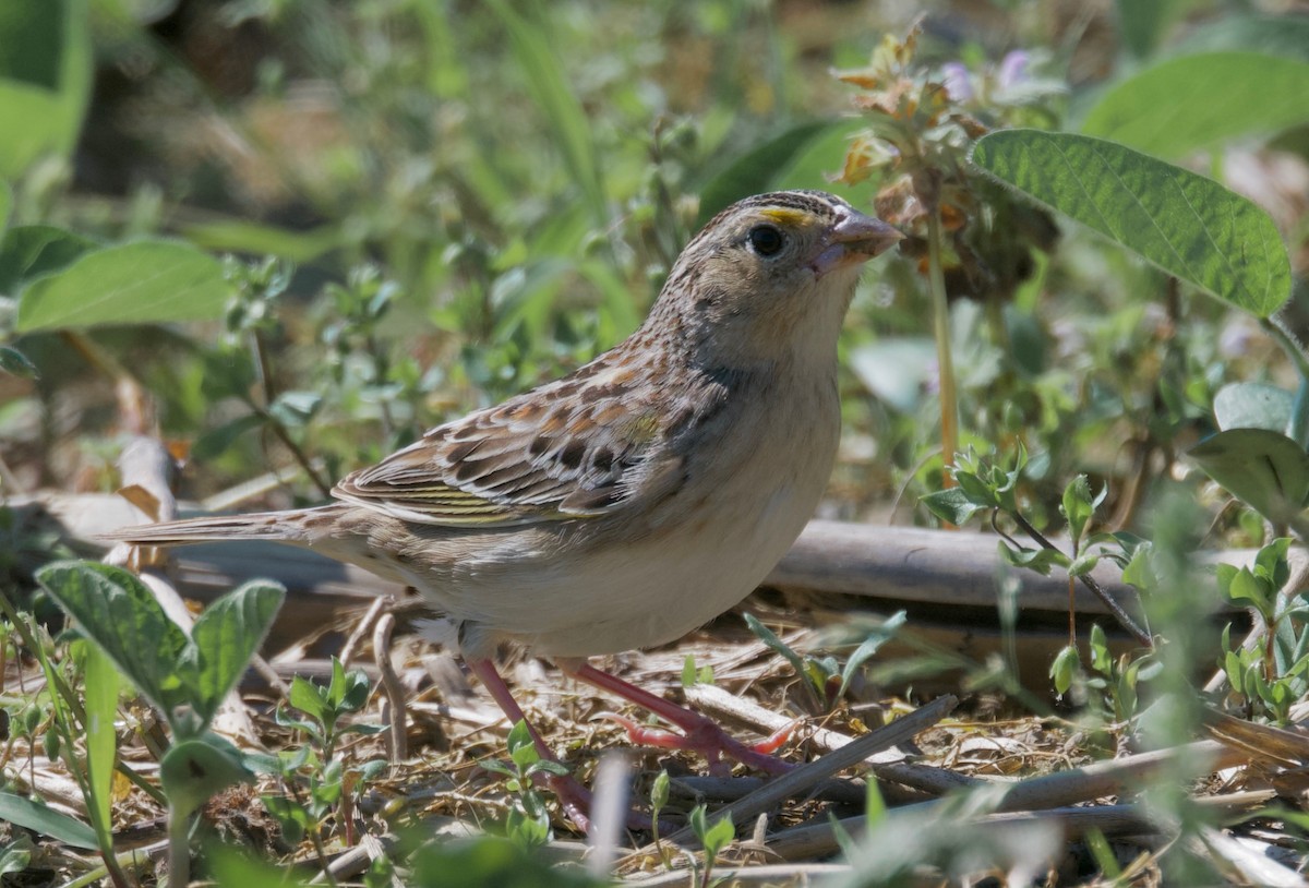 Grasshopper Sparrow - ML620327003
