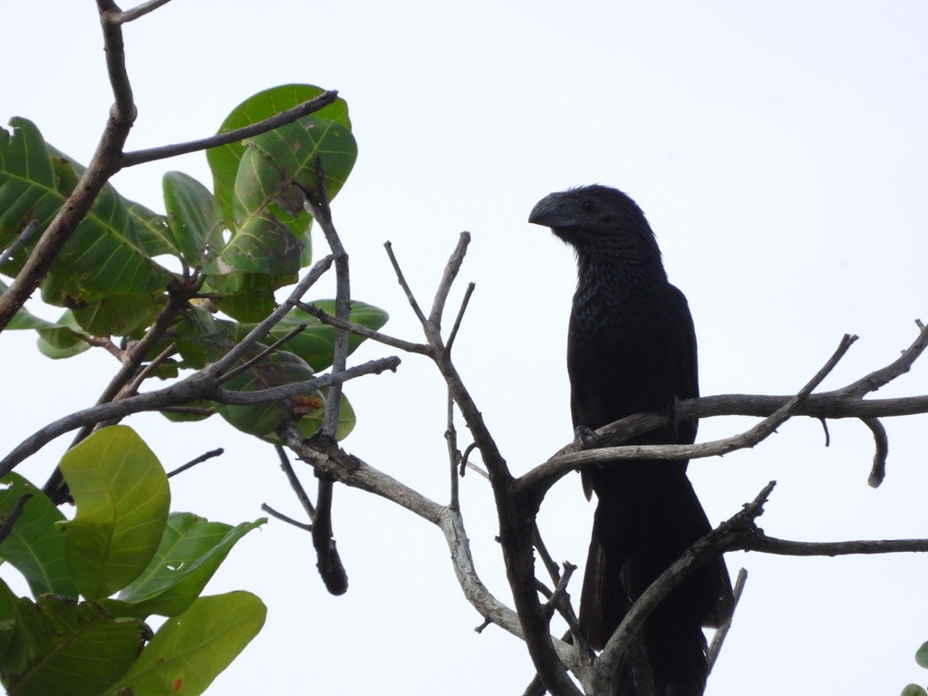 Groove-billed Ani - Jane Schrenzel