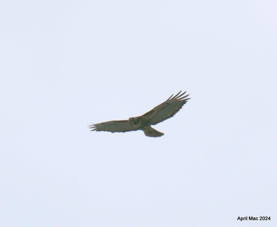 Red-tailed Hawk - ML620327016