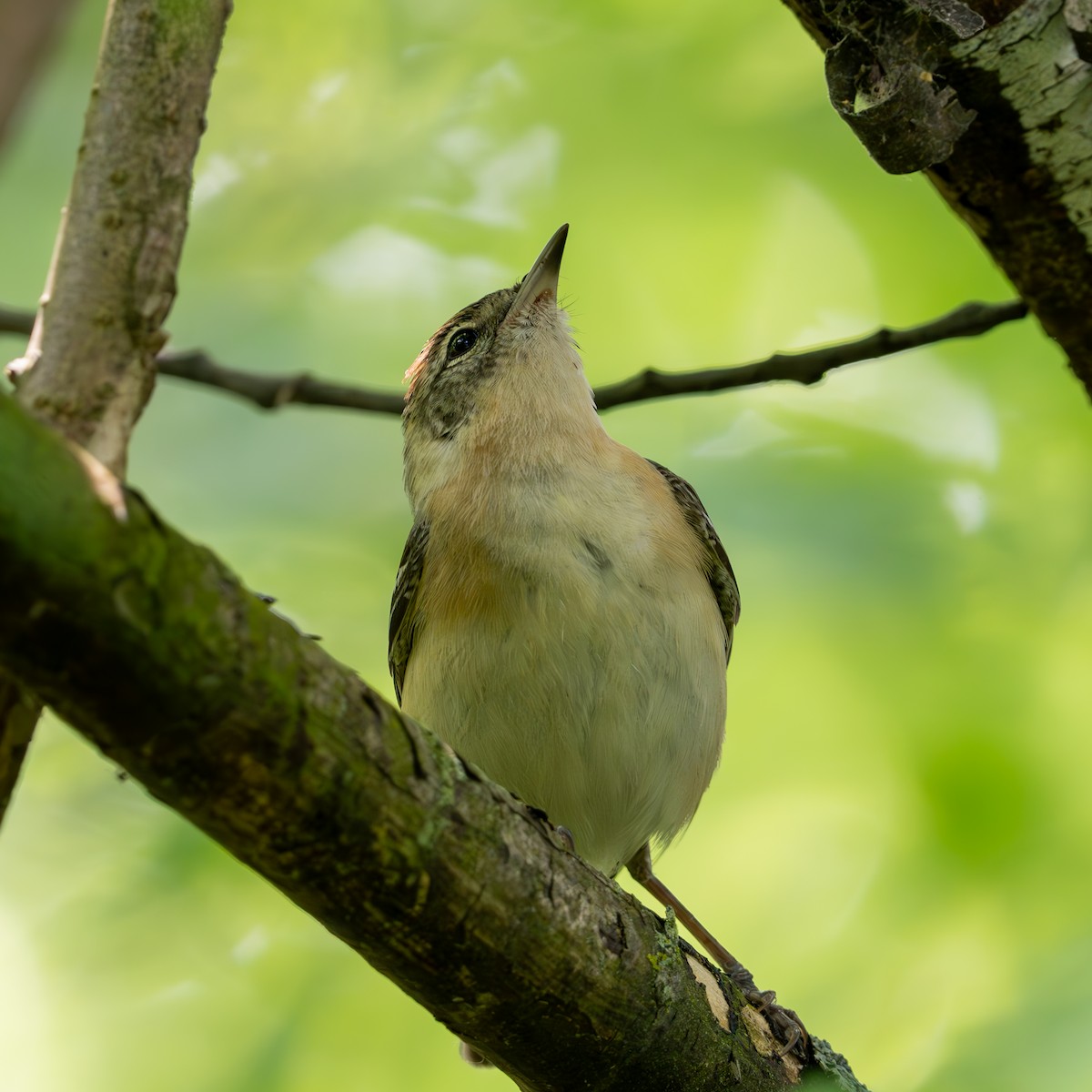 Bay-breasted Warbler - ML620327027
