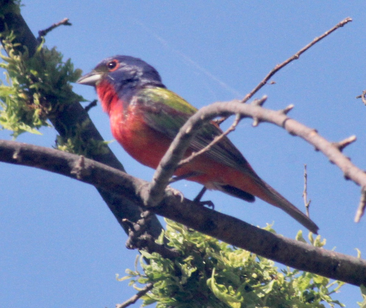 Painted Bunting - ML620327029