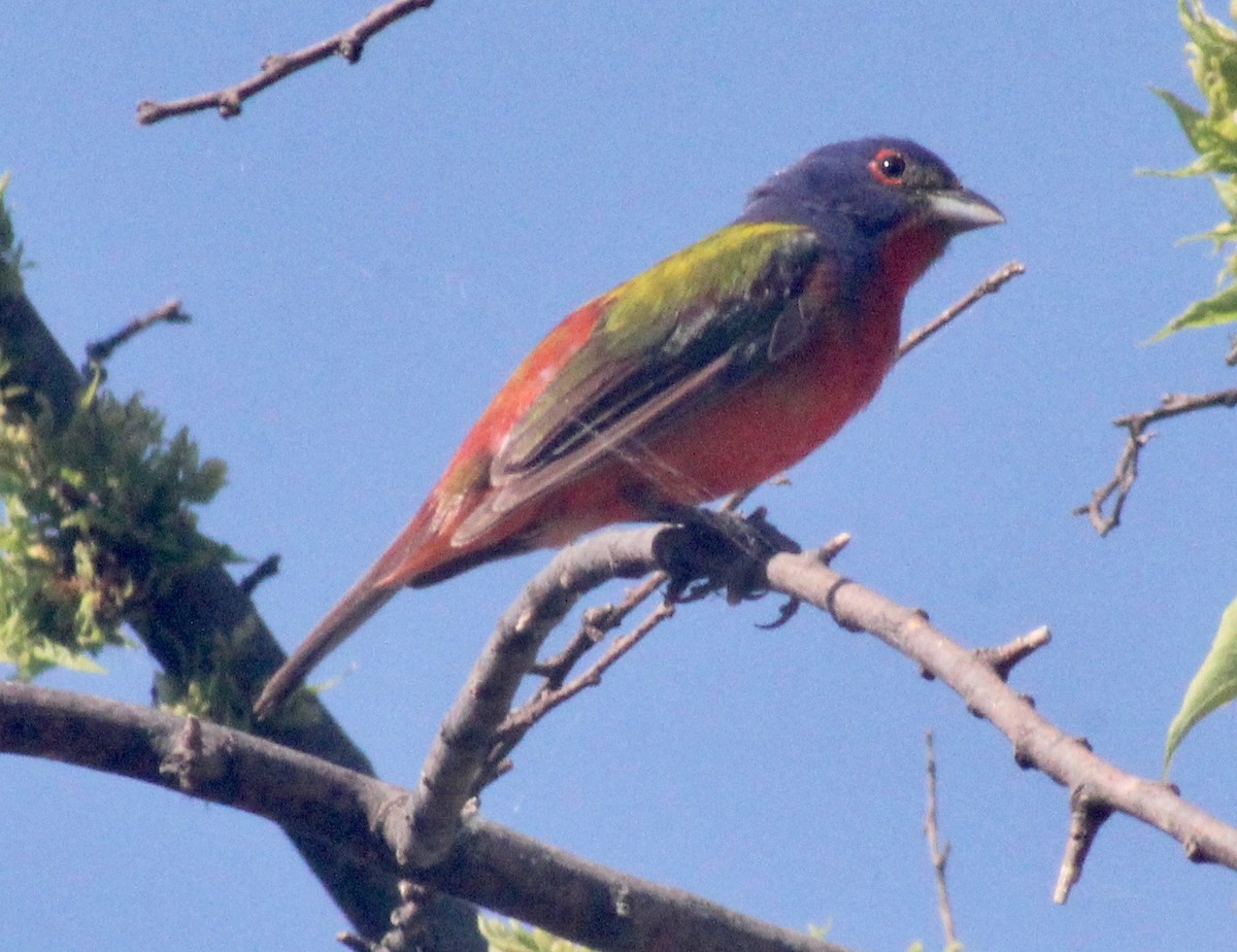 Painted Bunting - ML620327030