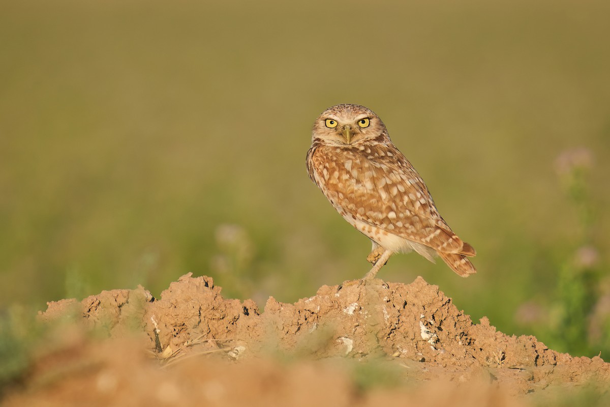 Burrowing Owl - ML620327032