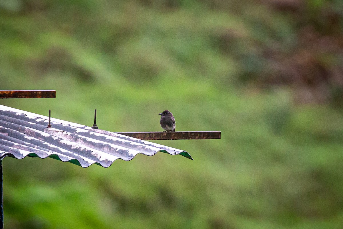 Black Phoebe - ML620327051