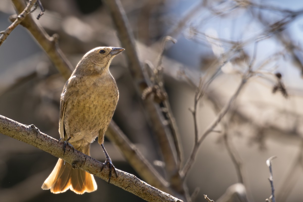 Brown-headed Cowbird - ML620327059