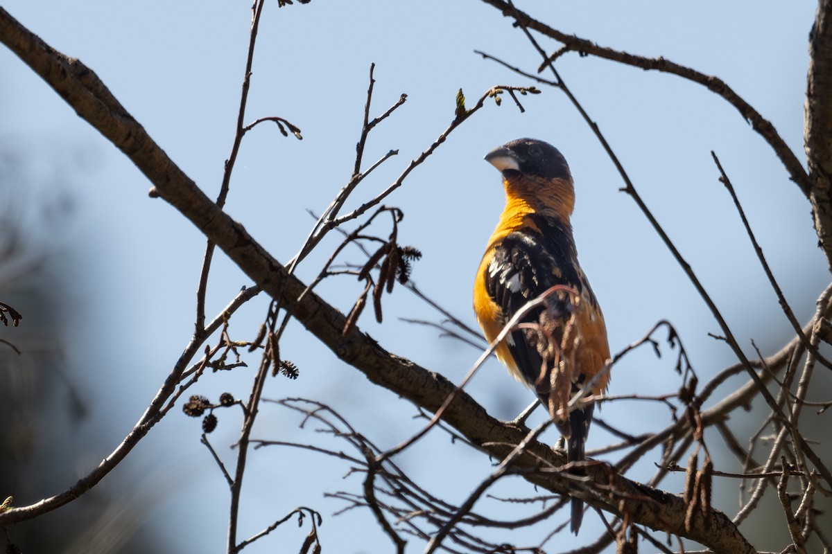 Black-headed Grosbeak - ML620327063