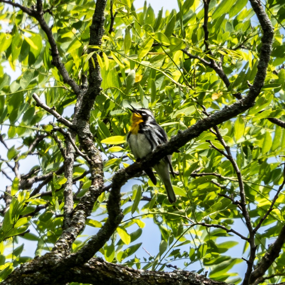 Yellow-throated Warbler - ML620327064